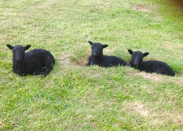 Molehill Lodge